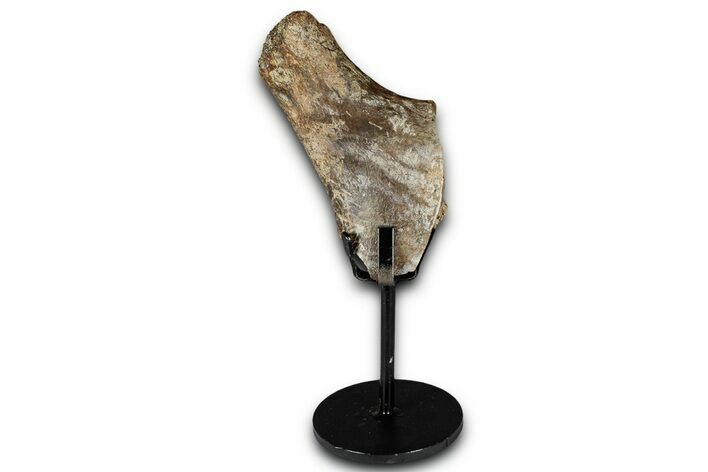 Fossil Thescelosaurus Rib Section w/ Metal Stand - South Dakota #350620